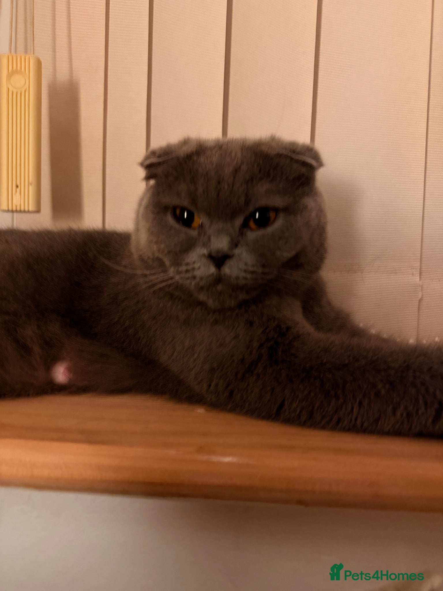 Scottish Fold cats for sale: 5 beautiful Scottish Fold’s kittens  - Advert 32