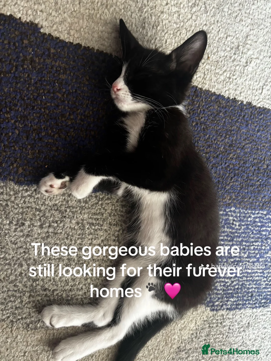 Mixed Breed cats for sale: 4 beautiful little girls still up for adoption - Advert 4