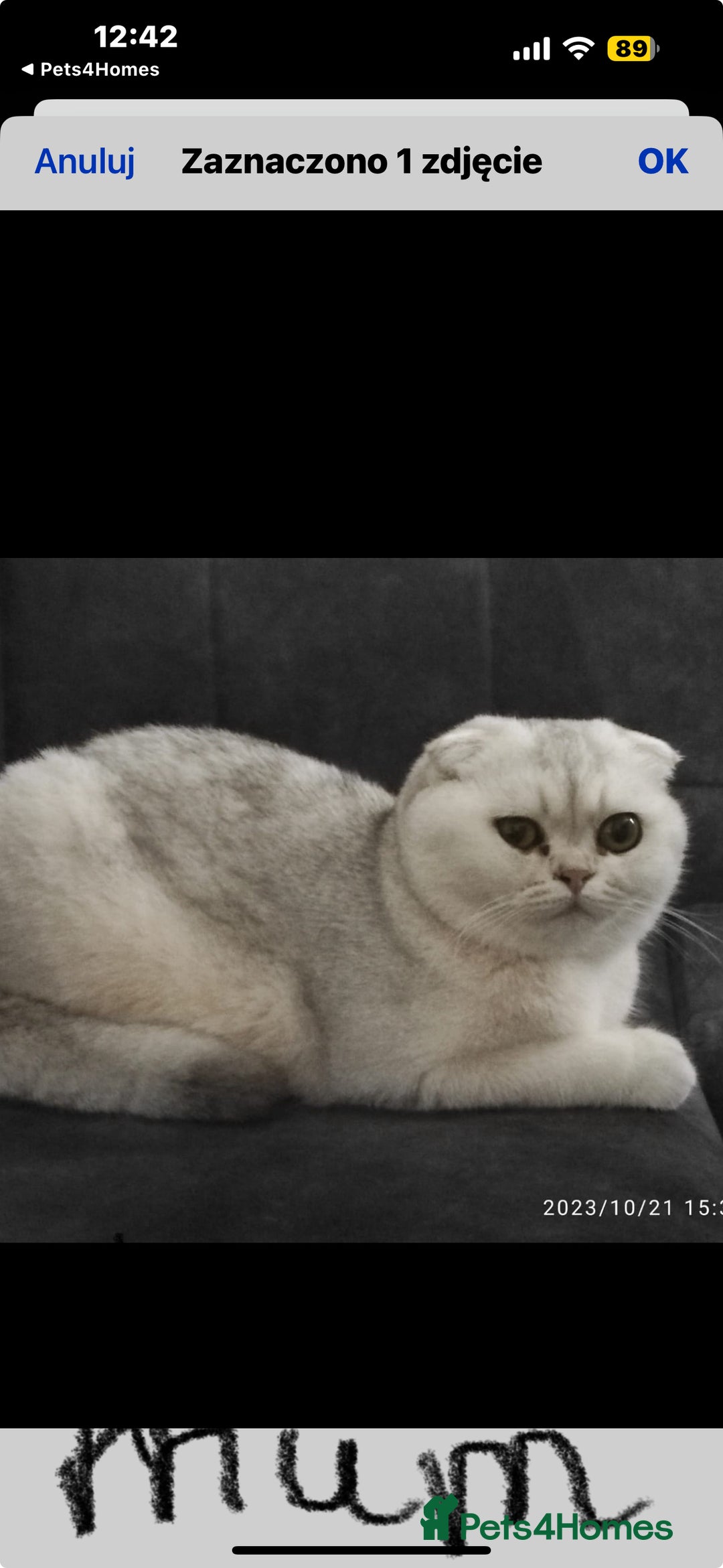 Scottish Fold cats for sale: Scottish pedigree kittens fold and straight - Advert 10