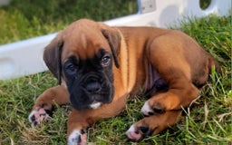 Boxer dogs for sale:   🐾 Champion Bloodline Boxer Puppies🐾 - Image 13
