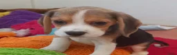 Beagle dogs for sale: KC Registered Beagle Puppies  - Advert 4