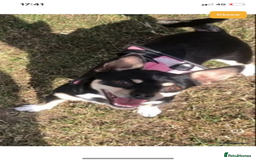 Mixed Breed dogs for sale: Chihuahua puppies  - Image 5