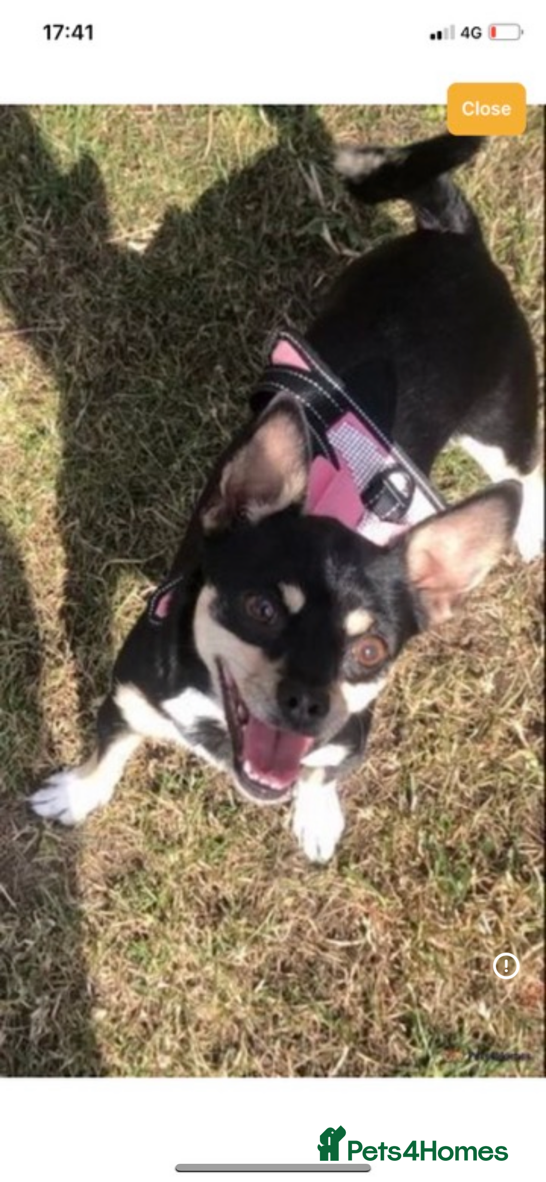 Mixed Breed dogs for sale: Chihuahua puppies  - Image 5