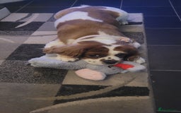 Cavalier King Charles Spaniel dogs for sale: 2 year old king Charles spaniel - Image 4