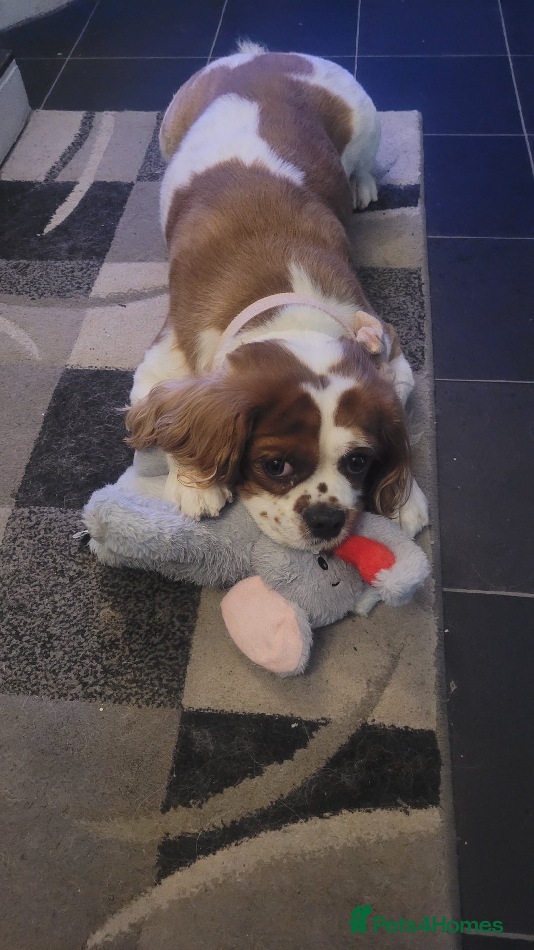 Cavalier King Charles Spaniel dogs for sale: 2 year old king Charles spaniel - Image 4
