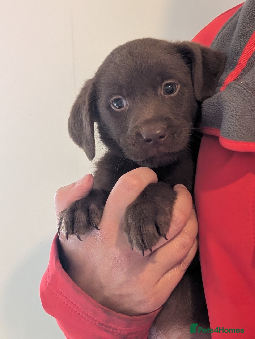 Labrador Retriever dogs for sale: Working Line Chocolate Labrador puppies  - Image 17