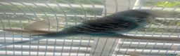Budgerigars birds for sale: Beautiful Blue Budgie looking for loving new home  - Advert 3