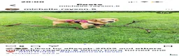 Golden Retriever dogs for sale: Beautiful girl due puppies in Nelson - Advert 6