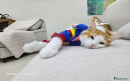 Mixed Breed cats for adoption: Lawrence - Image 3
