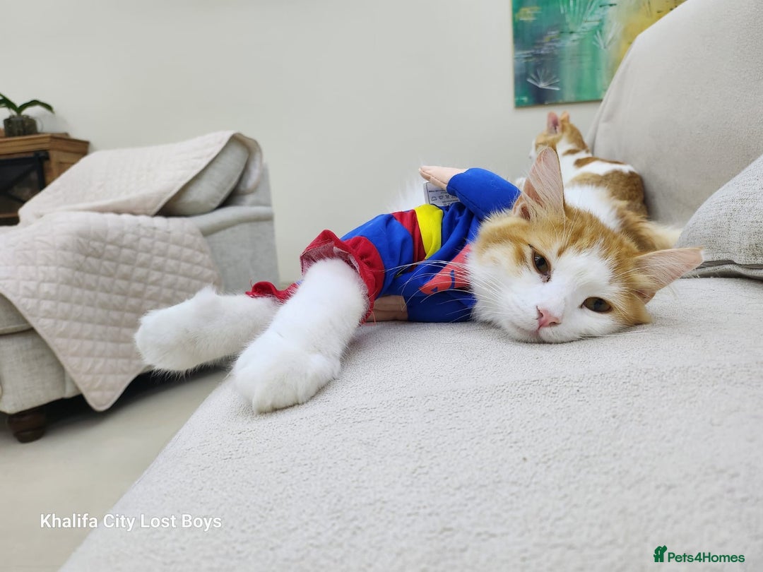Mixed Breed cats for adoption: Lawrence - Image 3