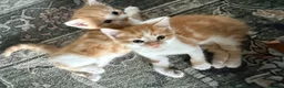 Mixed Breed cats for sale: Two Ginger Male Kittens  in Bicester - Advert 9