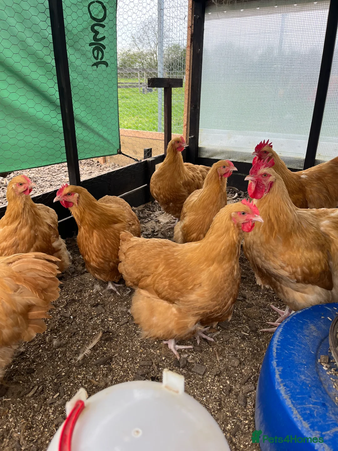Chickens poultry for sale: Buff Orpington’s POL - Advert 2