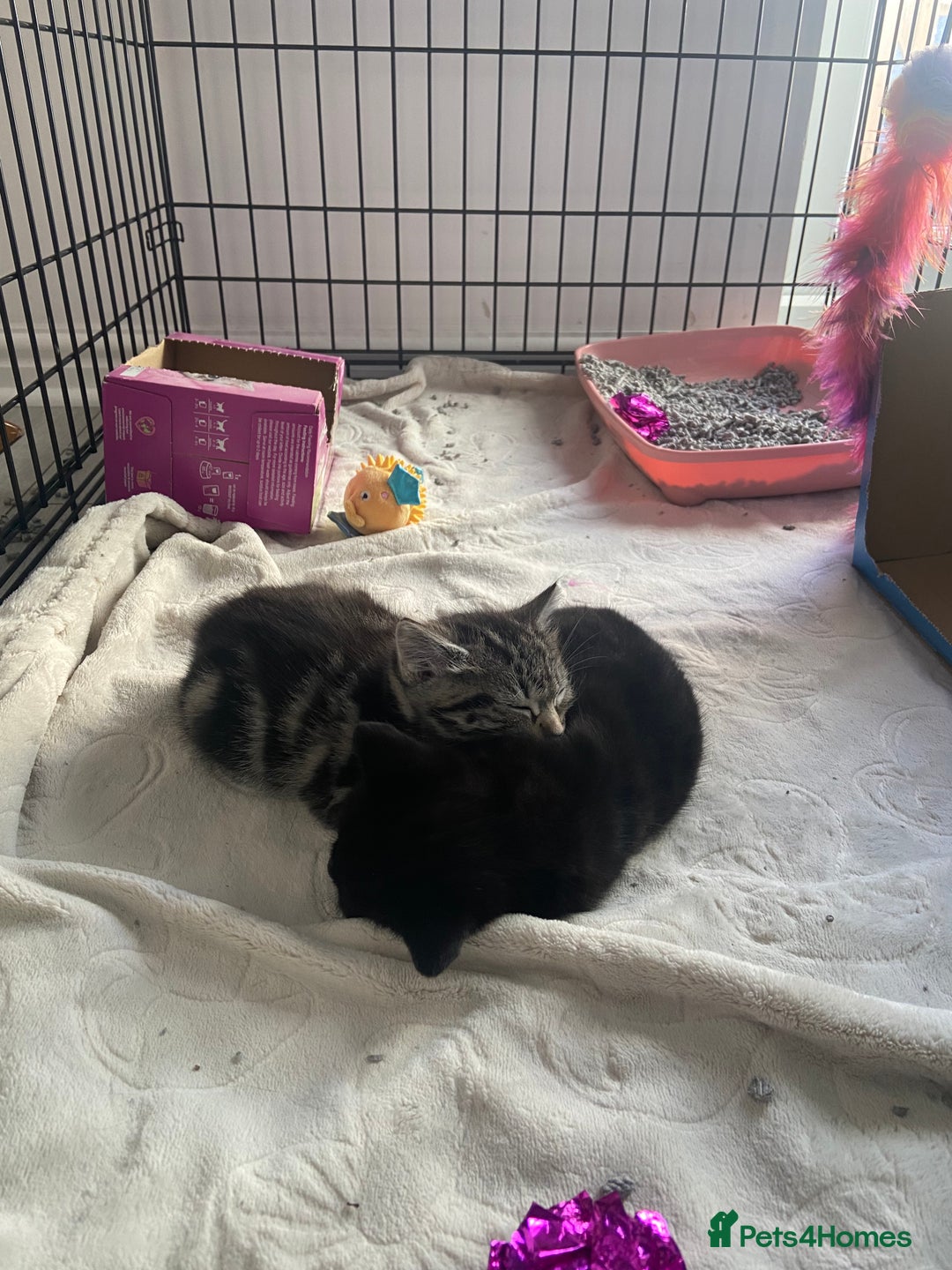 British Shorthair cats for sale: 2 female tabby kittens  - Advert 10