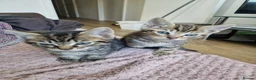 Mixed Breed cats for sale: Kittens looking for their forever home in London - Advert 9