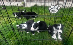 Border Collie dogs for sale: Border Collie puppies for sale - Image 3