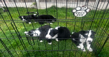 Border Collie dogs - Advert 2