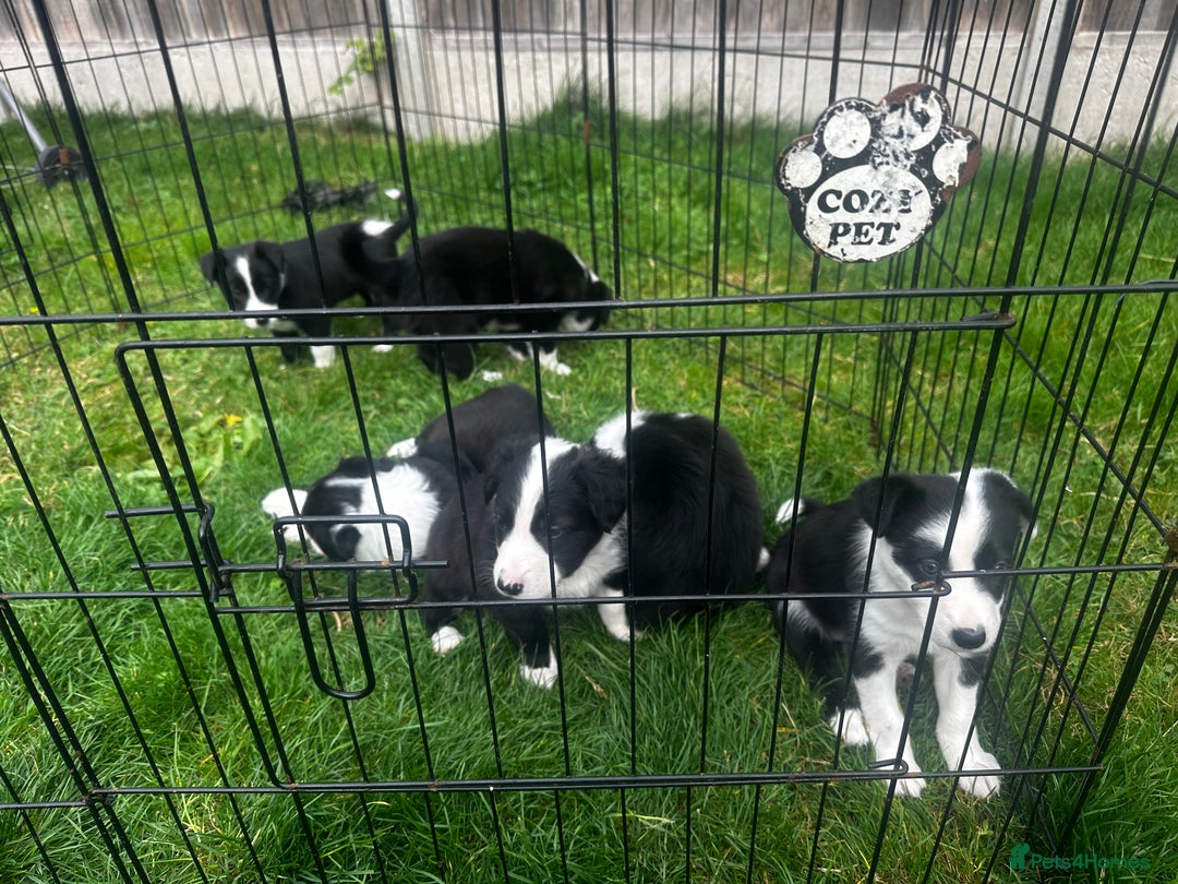 Border Collie dogs for sale: Border Collie puppies for sale - Image 3