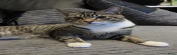 Domestic Shorthair cats for sale: Tiddlez and pistachio  in Brentford - Advert 3