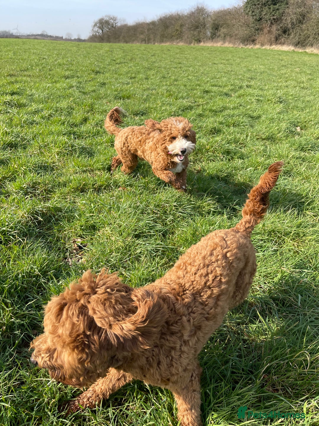 Double Doodle dogs for stud: Stunning Australian Double Doodle For Stud  - Image 6