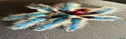 Spiders invertebrates for sale: Typhochlaena seladonia Mature male  in Basildon - Advert 2
