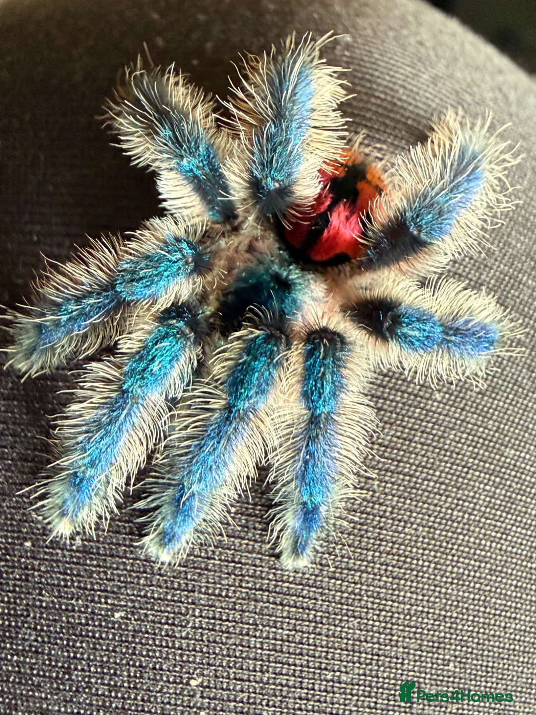 Spiders invertebrates for sale: Typhochlaena seladonia Mature male  in Basildon - Advert 2