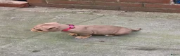 American Bully dogs for sale: 4 beautiful pocket bullies  - Advert 11