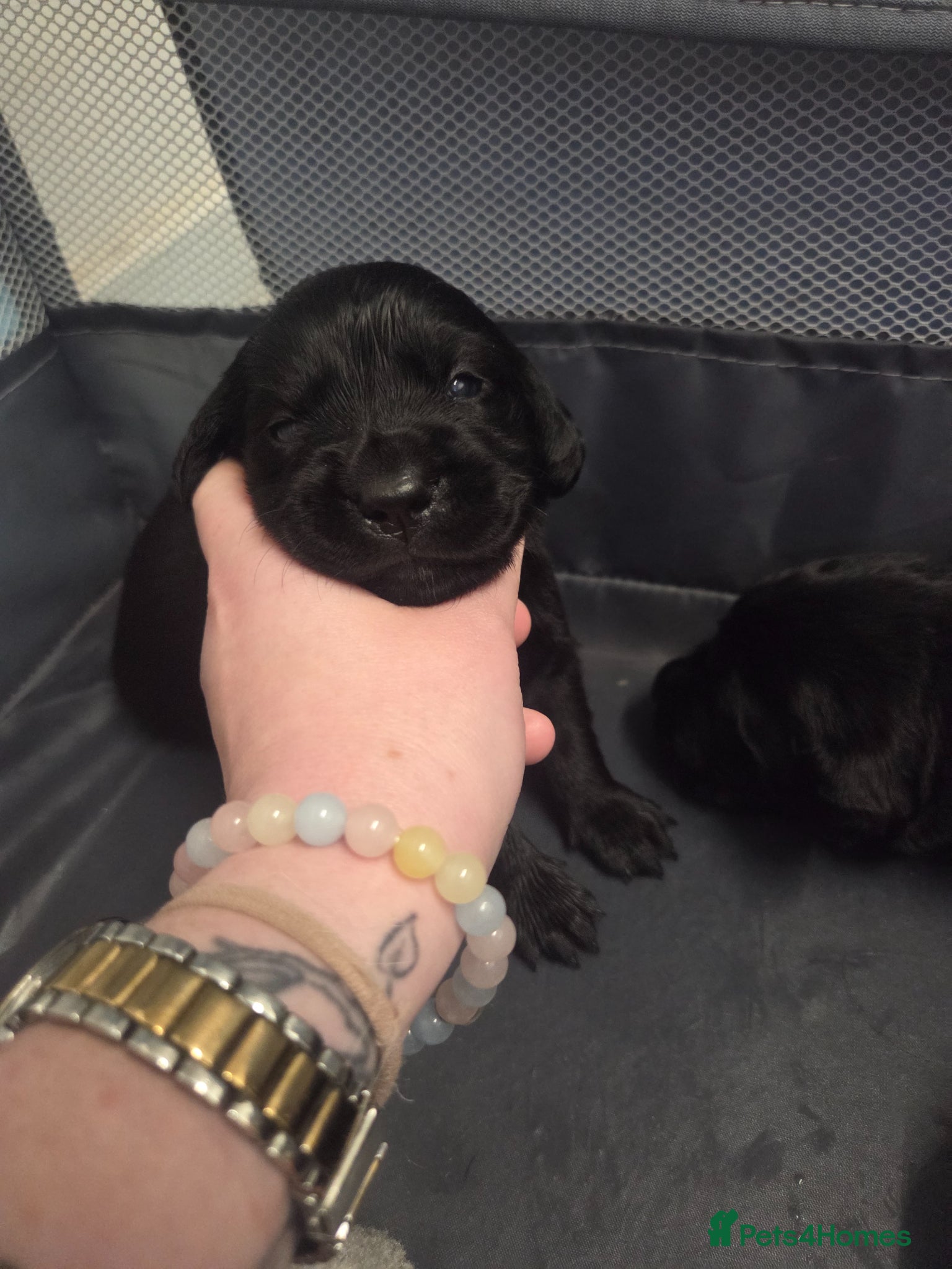 Goldador dogs Beautiful chunky goldador puppies  - Advert 4