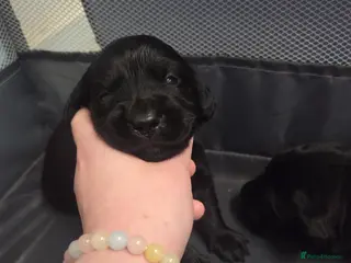 Goldador dogs Beautiful chunky goldador puppies - Advert 4