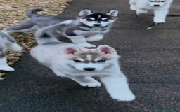 Siberian Husky dogs for sale: Beautiful Siberian Husky - Image 4