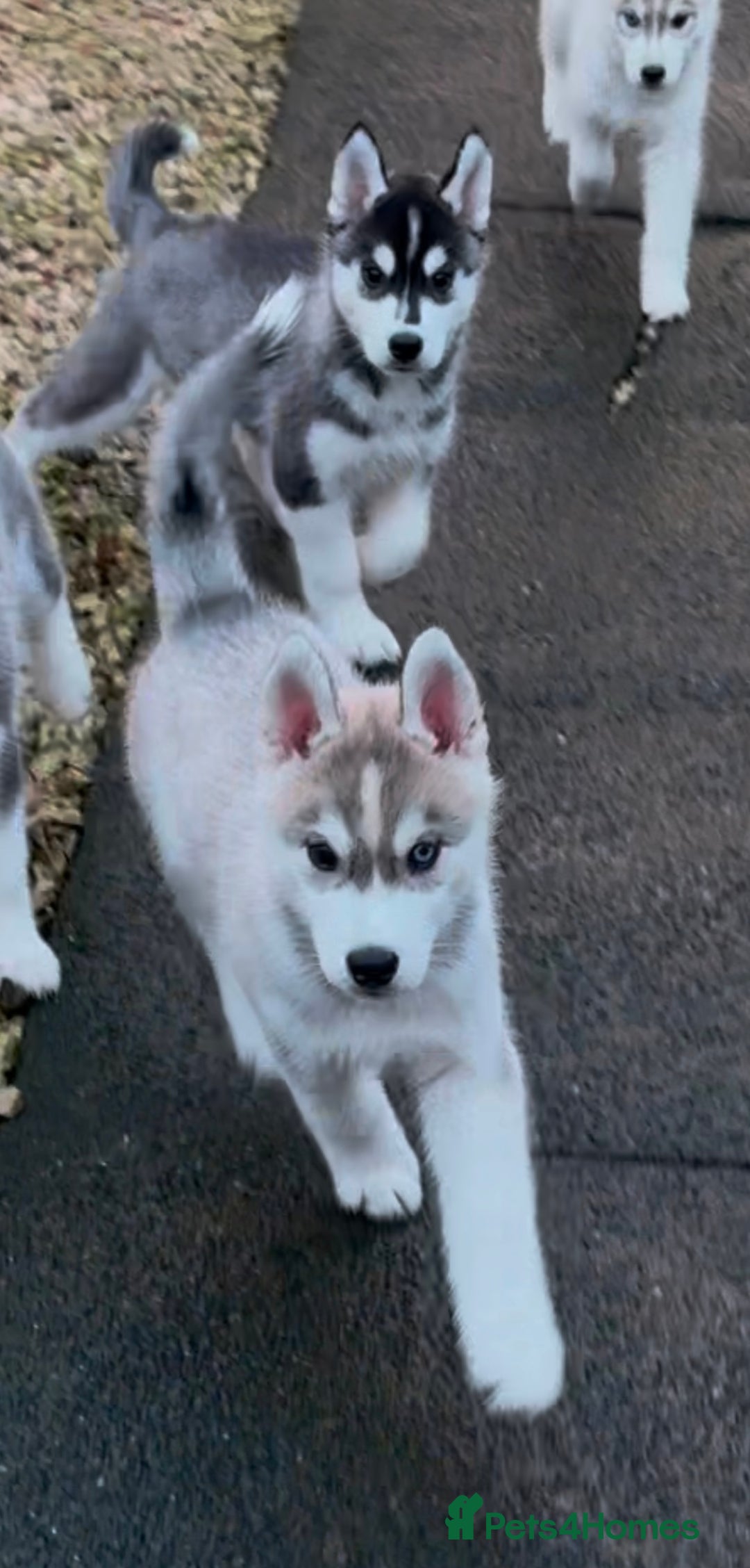 Siberian Husky dogs for sale: Beautiful Siberian Husky - Image 4