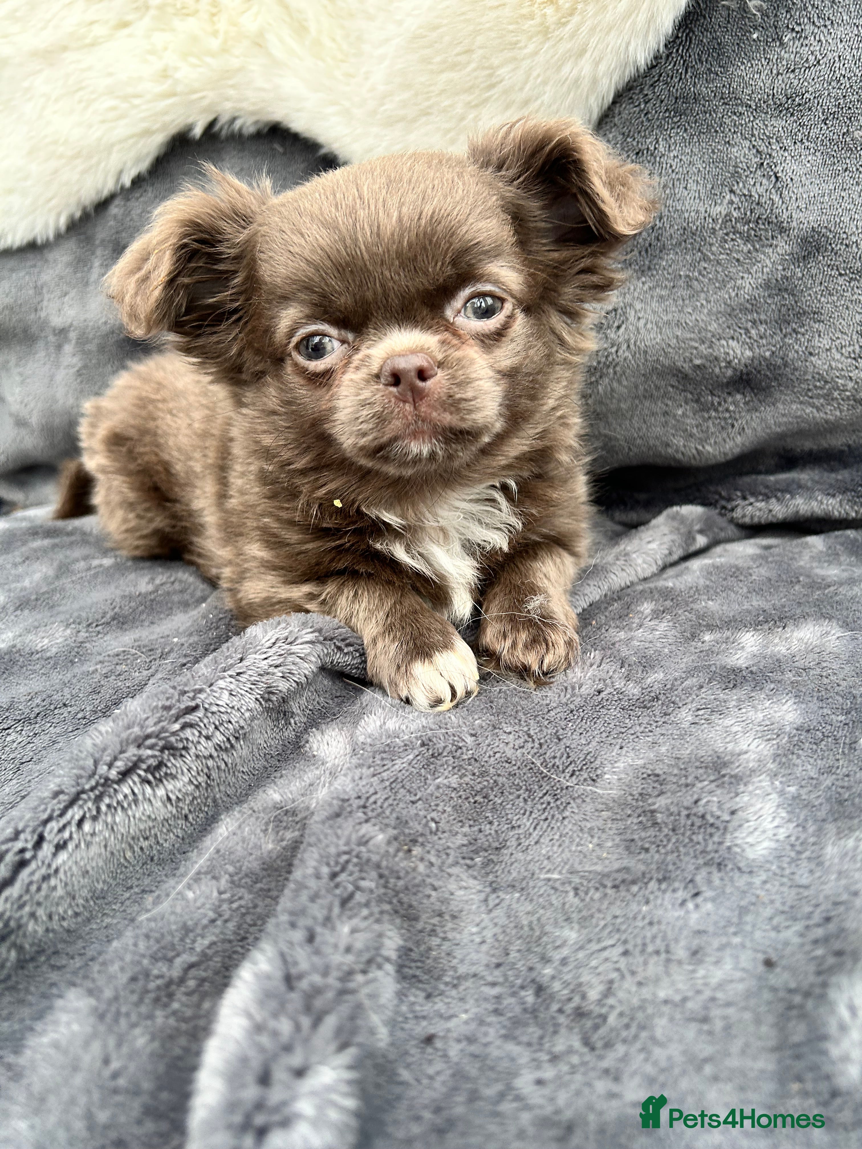 Chihuahua dogs Kc long haired female - Advert 5