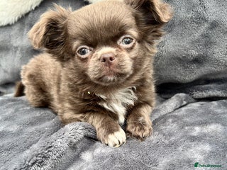 Chihuahua dogs Kc long haired female - Advert 6