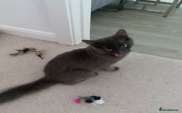 Russian Blue cats for sale: Russian British shorthair mix males  - Image 2