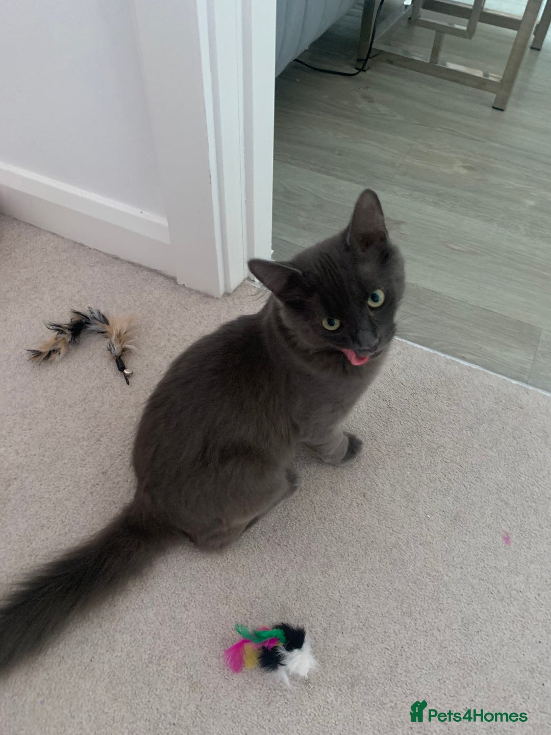 Russian Blue cats for sale: Russian British shorthair mix males  - Image 2