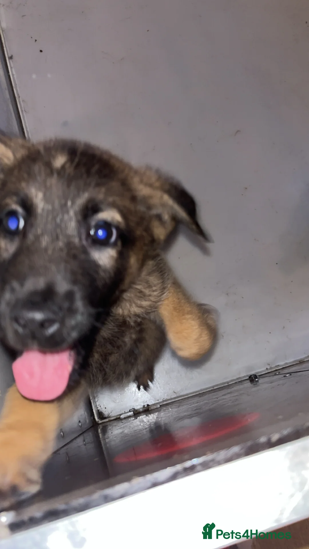 Belgian Shepherd Dog dogs for sale: Belgium malino - Advert 8