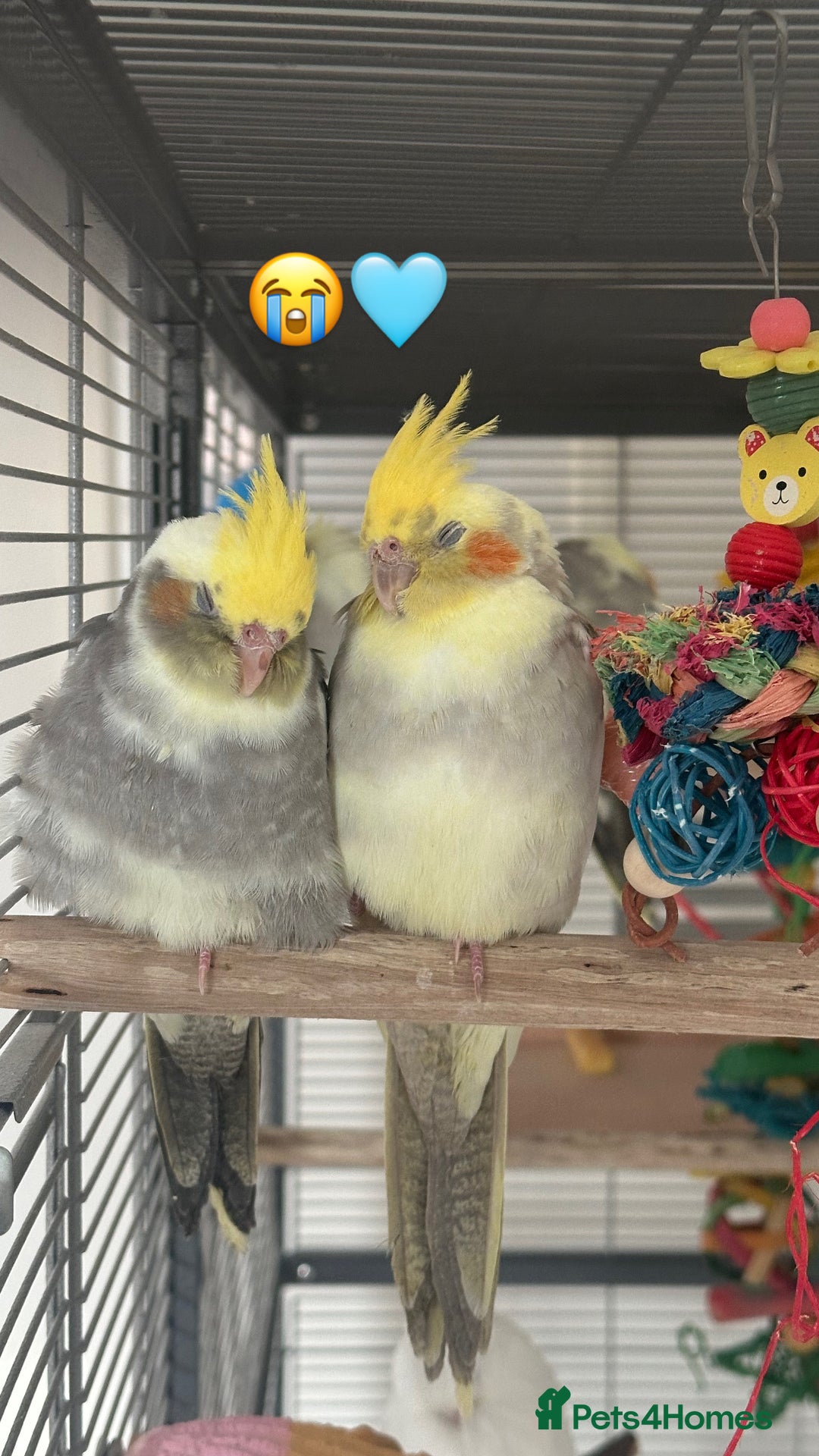 Cockatiels birds for sale: Cockatiel chicks  - Image 4