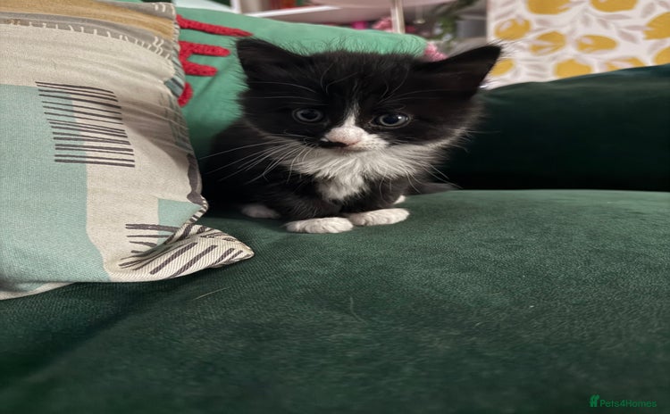 Mixed Breed cats - Advert 4
