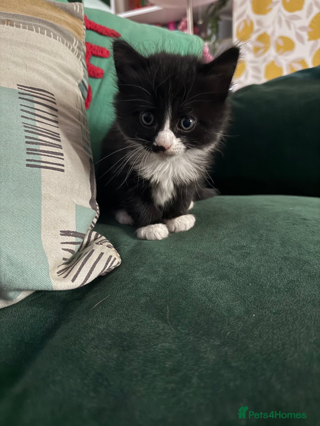 Mixed Breed cats for sale: *1 kitten left* Mixed Breed - Black and White - Image 1