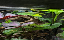 Lizard reptiles for sale: Green anoles for sale  - Image 1