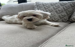 Cavachon dogs for sale: 2 Adorable boys ready for their forever homes 🐾 - Image 12