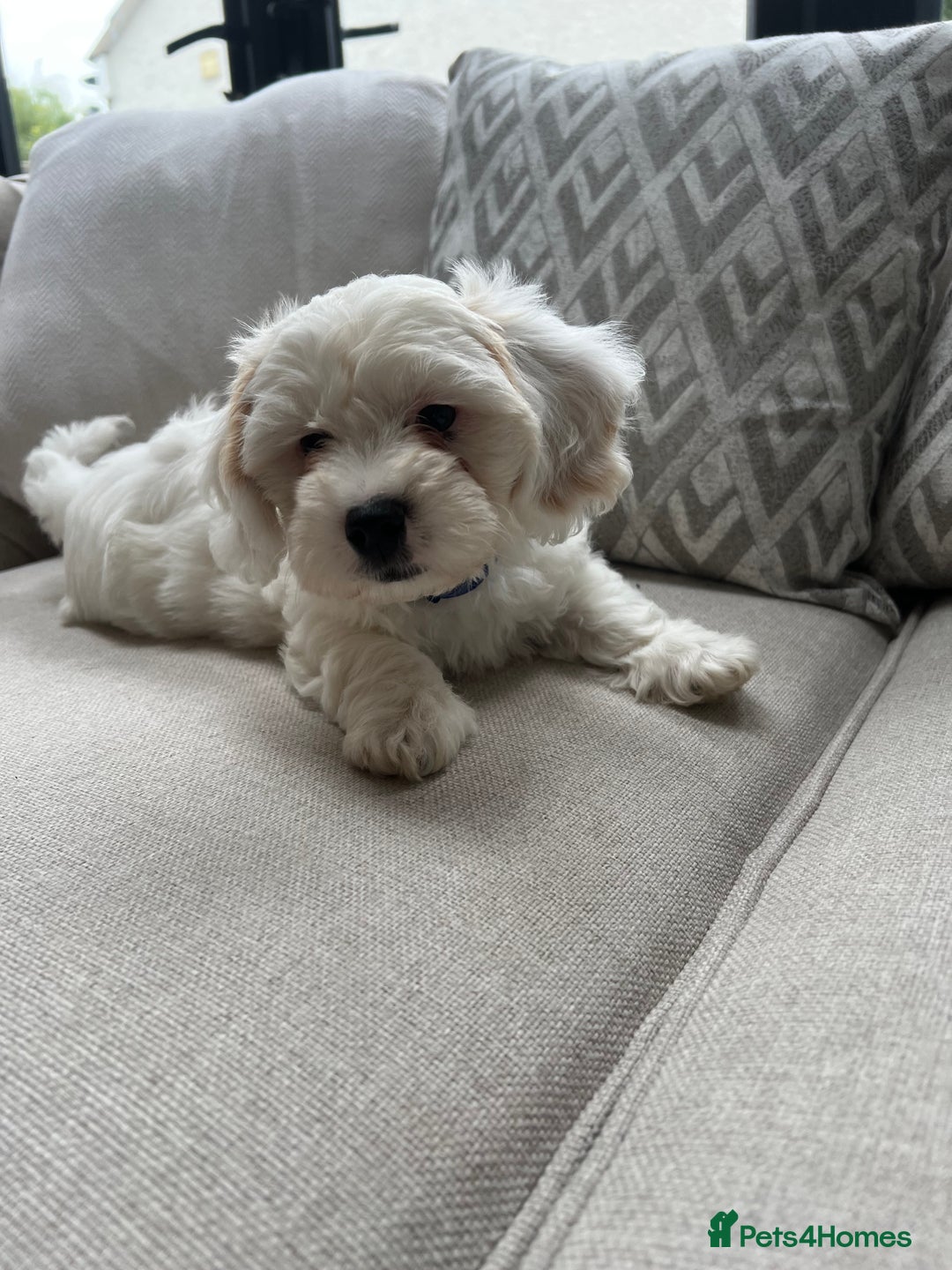 Cavachon dogs for sale: 2 Adorable boys ready for their forever homes 🐾 - Image 12