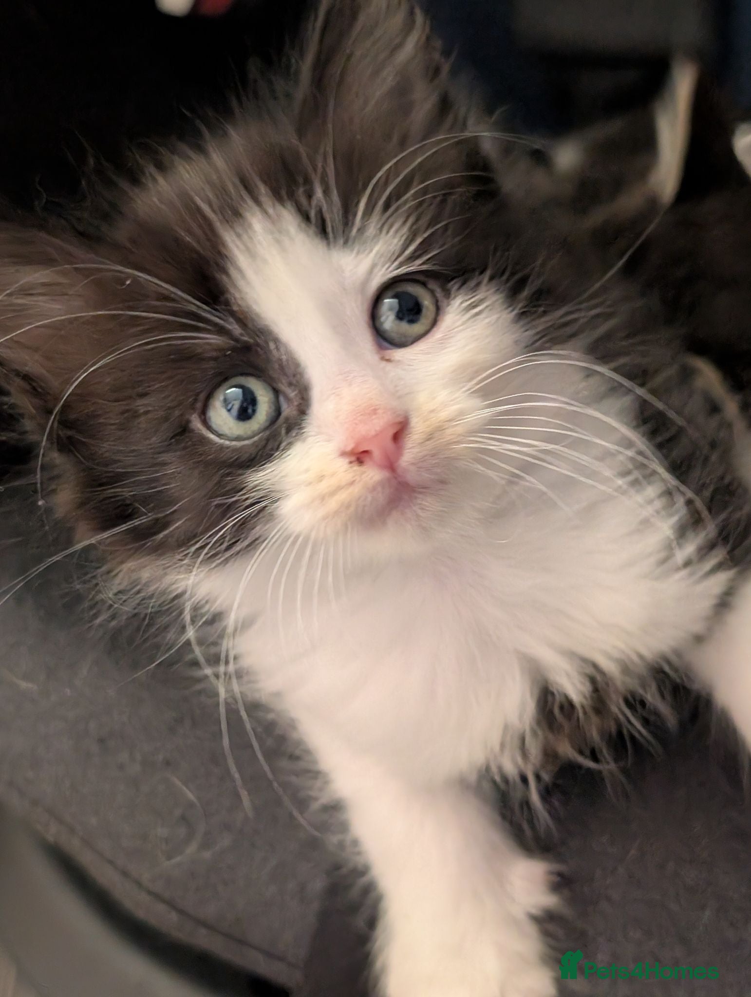 Domestic Shorthair cats 4 Beautiful Kittens Left - Ready 13 June - £80 - Advert 16