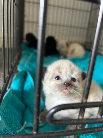 Mixed Breed cats in Lincoln - Advert 10