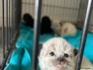 Mixed Breed cats Stunning kittens available in Lincoln - Advert 23