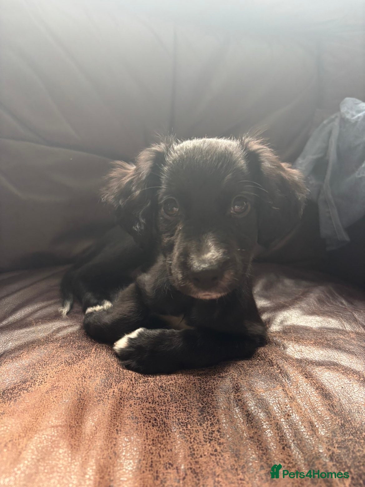 Mixed Breed dogs Sprocket/lurcher - Advert 1