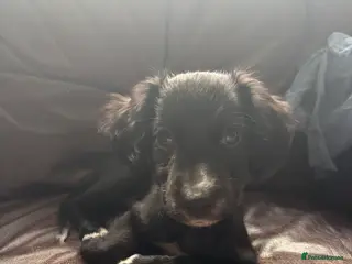 Mixed Breed dogs Sprocket/lurcher - Advert 1