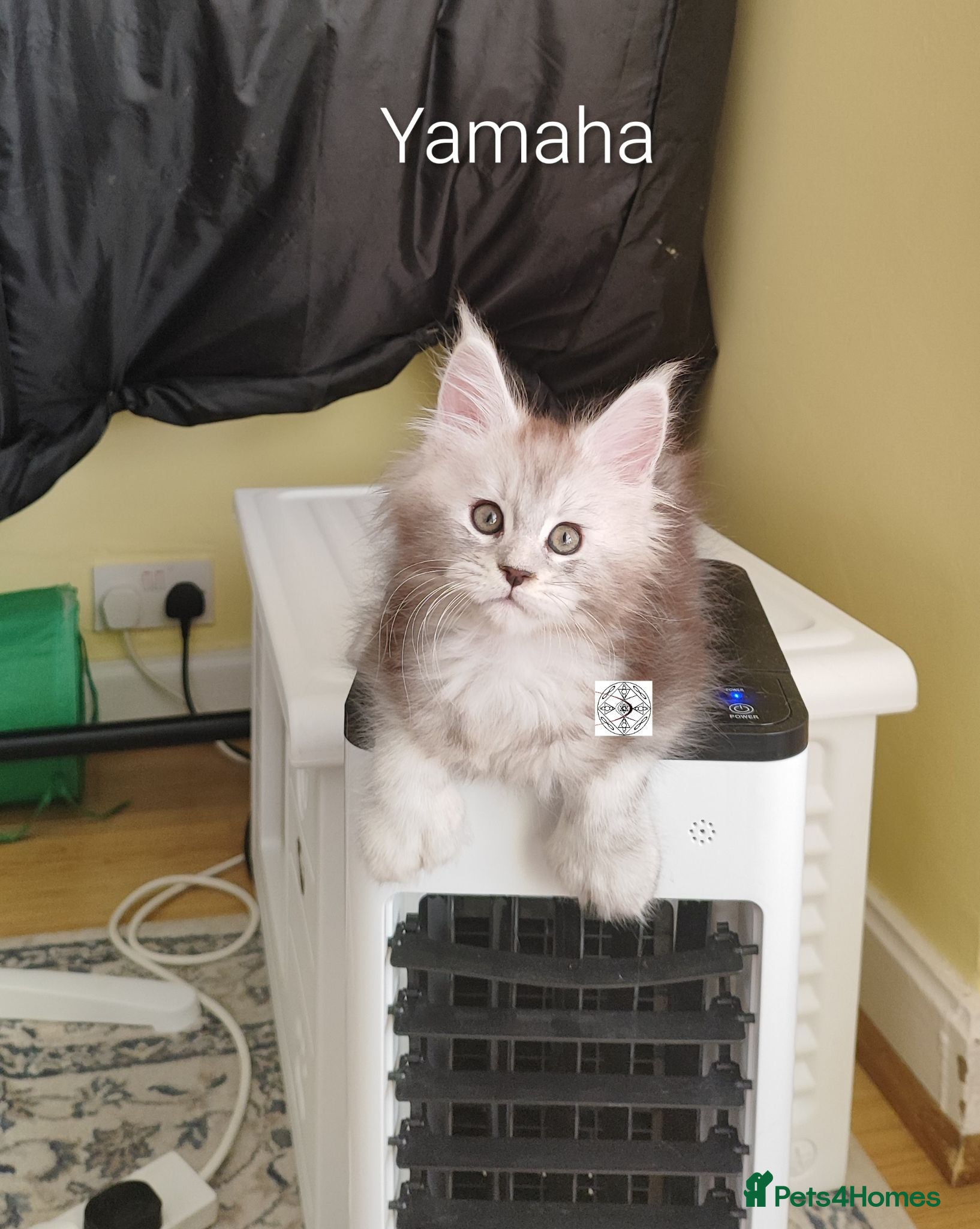 Maine Coon cats Gorgous maine coon kittens ❤️ - Advert 2