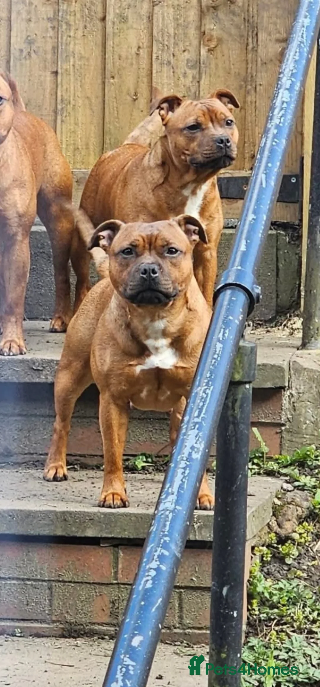 Staffordshire Bull Terrier dogs for sale: Red staffordshire bull terrier pups - Advert 2