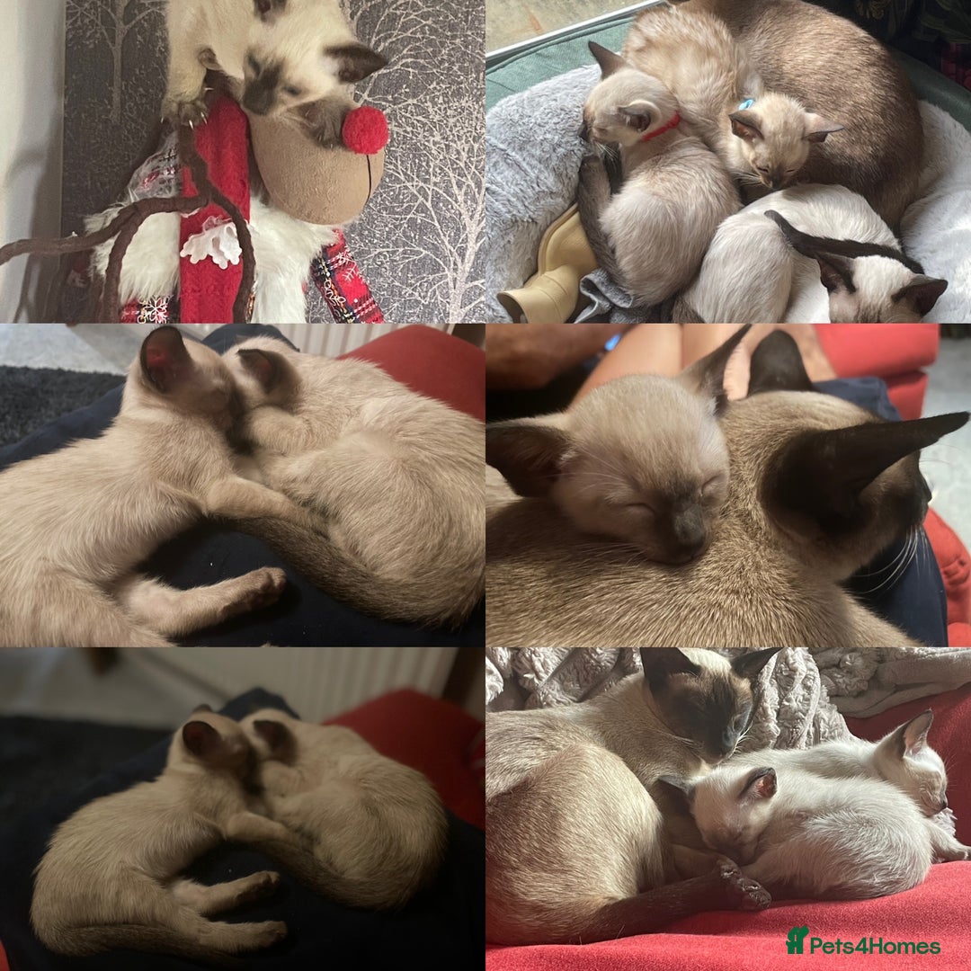 Siamese cats for sale: Seal Point Siamese Kittens  - Image 5