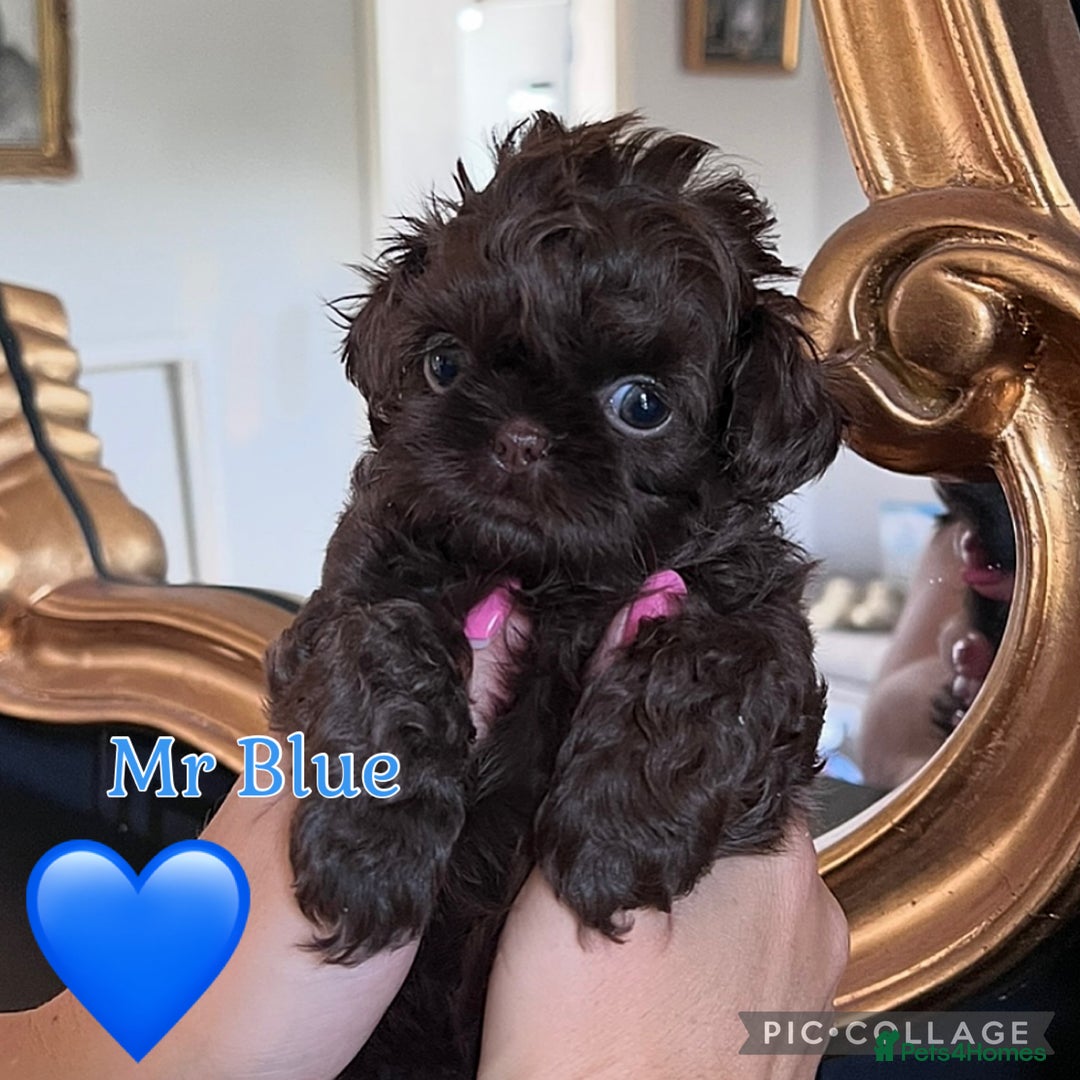 Shih Tzu dogs for sale: Stunning KC chocolate imperial Shihtzu puppies - Image 36